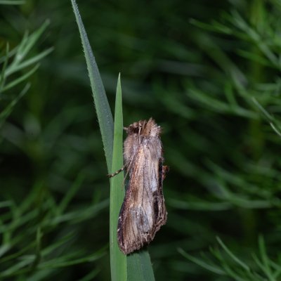 Shargacucullia prenanthis (kukléřka věsenková), Kobylí