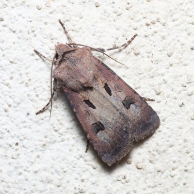 Agrotis exclamationis (osenice vykřičníková), SK, Súľov-Hradná