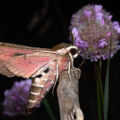 Hyles euphorbiae (lišaj pryšcový), PP Pánov