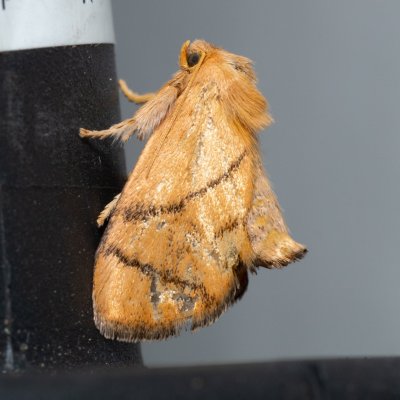 Apoda limacodes (slimákovec dubový), NS Bučín