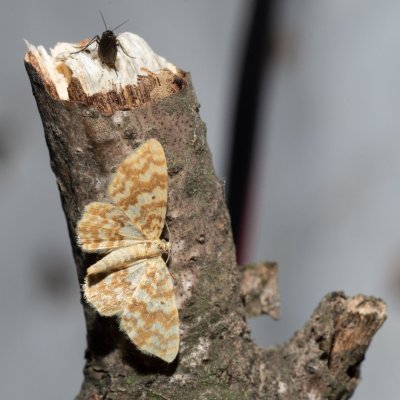 Hydrelia flammeolaria (píďalka ohnivá), Žebětín