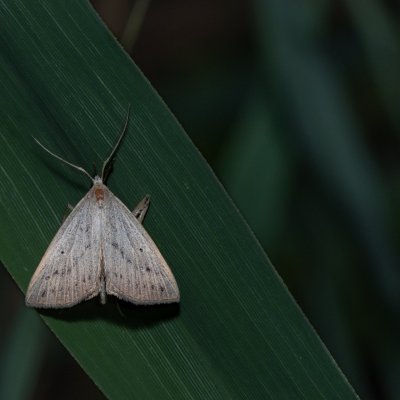 Macrochilo cribrumalis (žlutavka bahenní), Hády - Ruženin lom