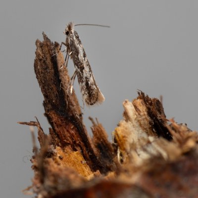 Phyllonorycter issikii (klíněnka lipová), Žebětín