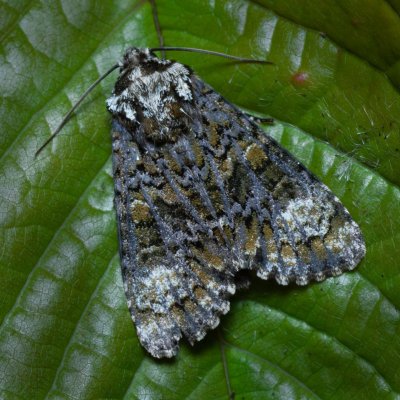 Craniophora ligustri (šípověnka jasanová), PP Kavky