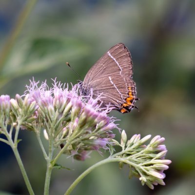 Satyrium w-album (ostruháček jilmový), Adamov