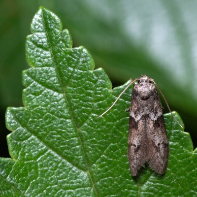 , NPP Pouzdřanská step - Kolby