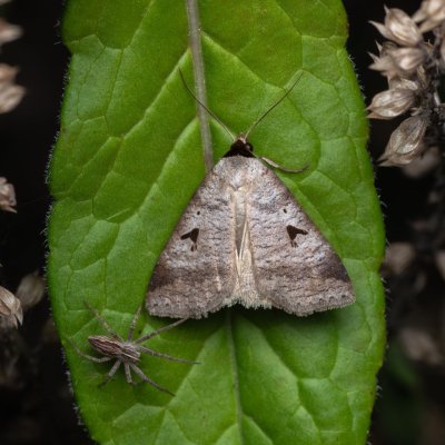 Lygephila pastinum (hnědopáska obecná), PP Na cvičišti