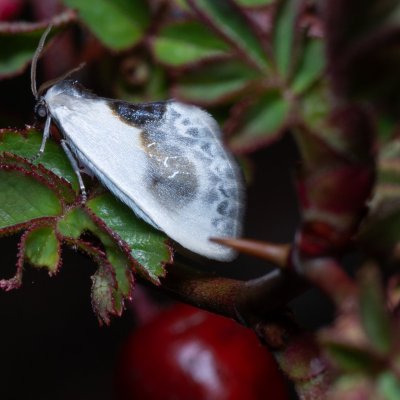 Cilix glaucata (srpokřídlec trnkový), PP Kavky