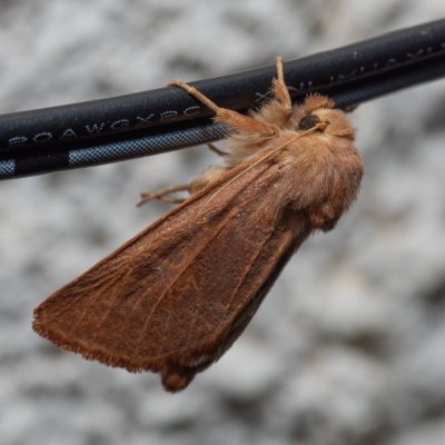 Episema tersa (jasnobarvec východní), HR, Jablanac