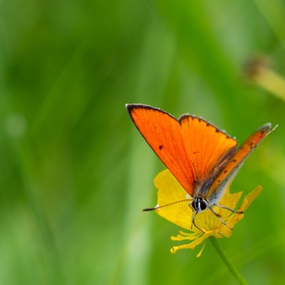 Lycaena dispar (ohniváček černočárný), PR Rakovecké stráně a údolí bledulí