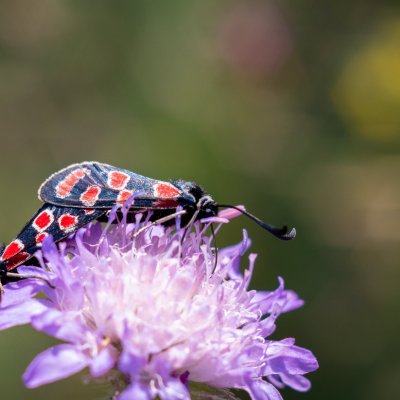 Zygaena carniolica (vřetenuška ligrusová), PP Černice