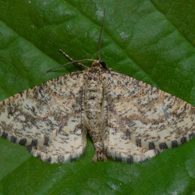 Heliomata glarearia (kropenatec žlutavý), PP Kavky