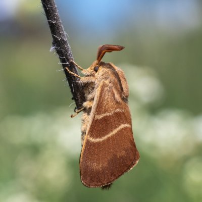 Macrothylacia rubi (bourovec ostružiníkový), PR Svatý kopeček