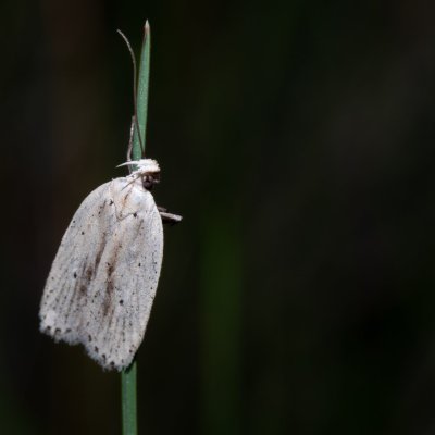Agonopterix pallorella (-), Havranické vřesoviště