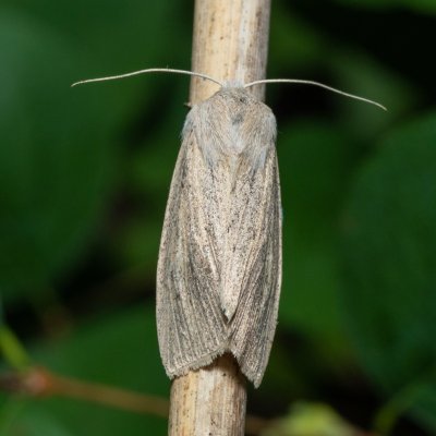 Rhizedra lutosa (rákosnice velká), PP Střelická bažinka