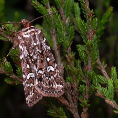Lycophotia porphyrea (osenice pruhovaná), PP Pohoří na Šumavě