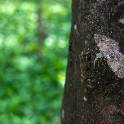 Ectropis crepuscularia (různorožec orlíčkový), PR Černovický hájek