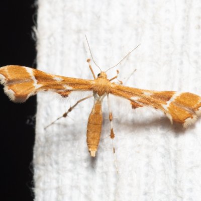 Cnaemidophorus rhododactyla (pernatuška šípková), PR Kamenný vrch