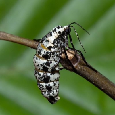 Erannis defoliaria (tmavoskvrnáč zhoubný), Kývalka