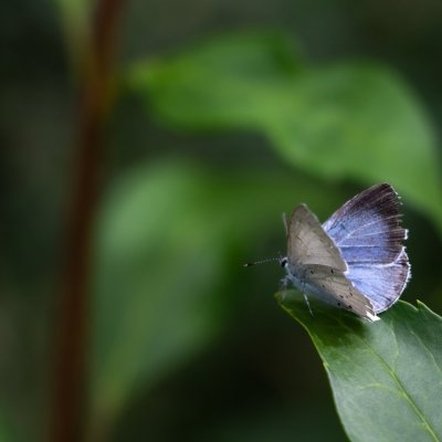 Celastrina argiolus (modrásek krušinový), Bosonohy