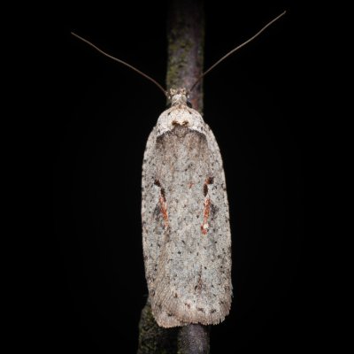 Agonopterix ocellana (plochuška vrbová), PR Pavlovské mokřady