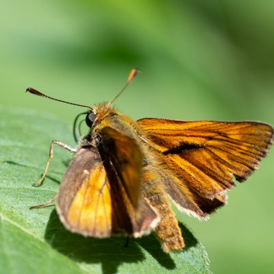 Ochlodes sylvanus (soumračník rezavý), Helenčina studánka