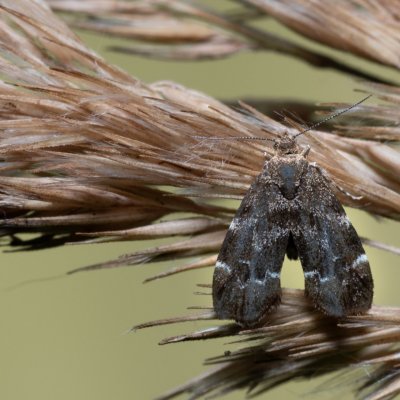 Anthophila fabriciana (molověnka kopřivová), Henčov