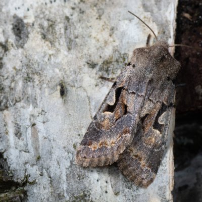 Orthosia gothica (jarnice ovocná), Urbanův kopec, Ostopovice