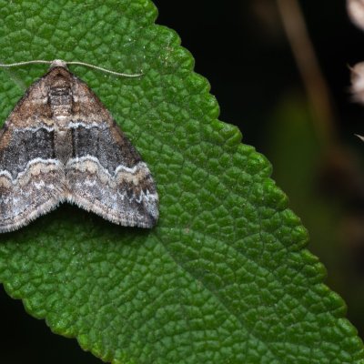Perizoma bifaciata (píďalka zahořanková), PP Na cvičišti