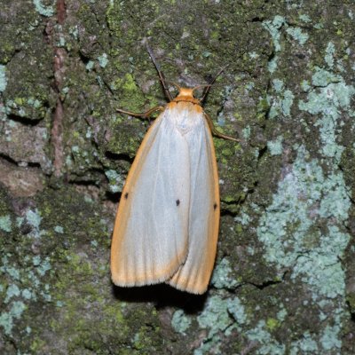 Cybosia mesomella (lišejníkovec bělavý), Žebětín