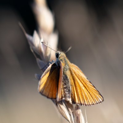 Thymelicus lineola (soumračník čárečkovaný), Žebětín