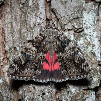 Catocala promissa (stužkonoska úzkopásá), Žebětín