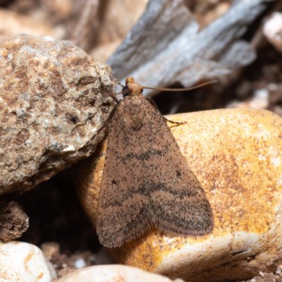 Bostra obsoletalis (-), GR, Myrtidion monastery, Korfu