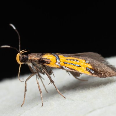 Schiffermuelleria schaefferella (krásněnka podkorní), Hády