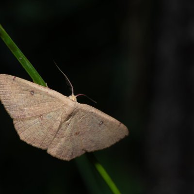 Cyclophora puppillaria (očkovec očkovaný), HR, Jablanac