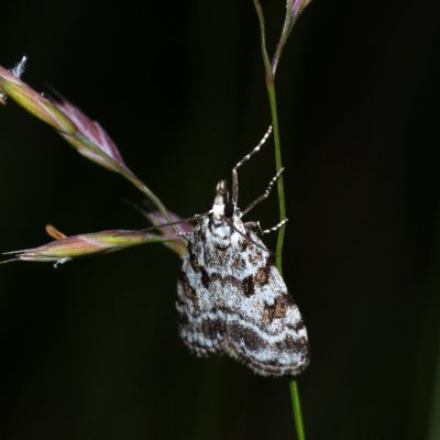 Scoparia pyralella (šedovníček luční), Kývalka