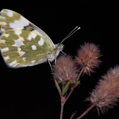 Pontia edusa (bělásek rezedkový), NPP Váté písky