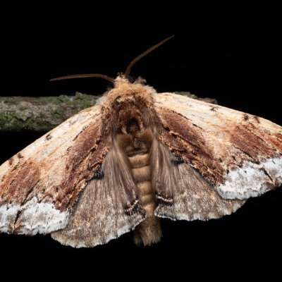 Ptilodon cucullina (hřbetozubec břekový), NPR Děvín