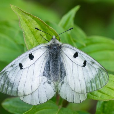 Parnassius mnemosyne (jasoň dymnivkový), PR Údolí Říčky