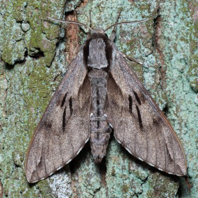 Sphinx pinastri (lišaj borový), Žebětín