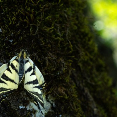 Iphiclides podalirius (otakárek ovocný), SK, Plavecký hrad