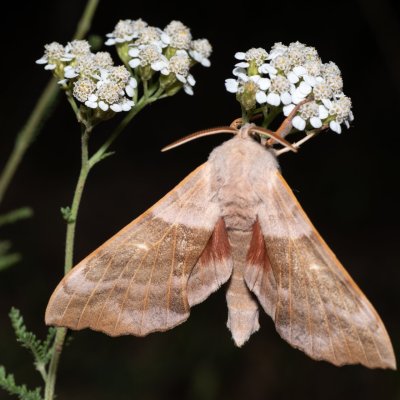 Laothoe populi (lišaj topolový), Bratčice