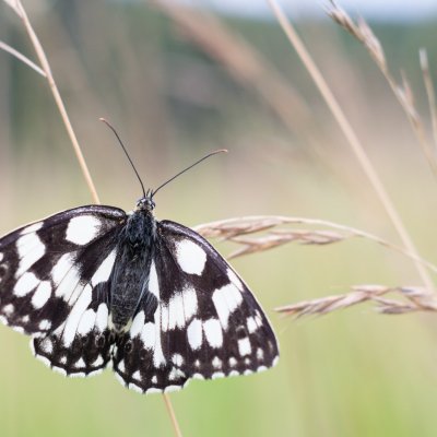 Melanargia galathea (okáč bojínkový), PR Studnické louky
