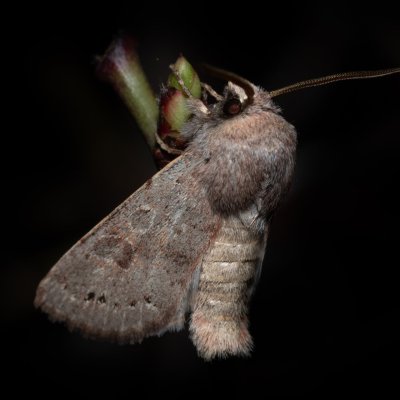 Orthosia populeti (jarnice topolová), Hády - odkaliště