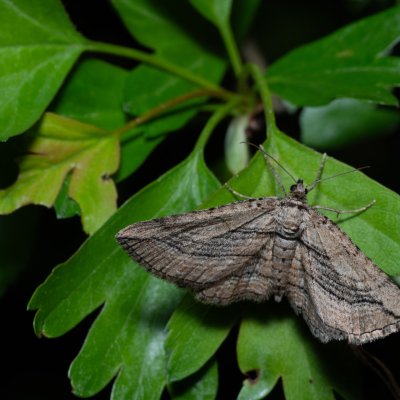Horisme corticata (píďalka černočárná), PR Liščí vrch