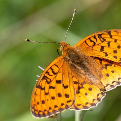 Argynnis aglaja (perleťovec velký), SK, Štôla