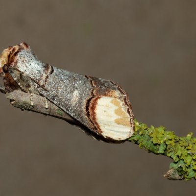 Phalera bucephala (vztyčnořitka lipová), NS Bučín