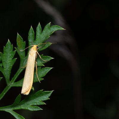 Eilema pygmaeola (lišejníkovec běločelný), NPP Červený kopec
