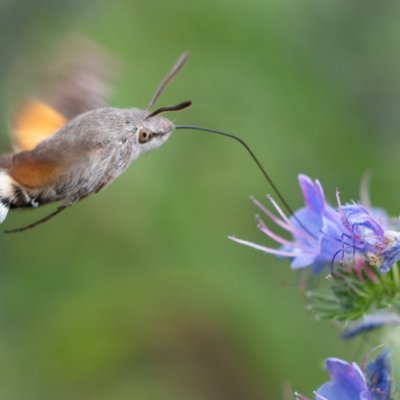 Macroglossum stellatarum (dlouhozobka svízelová), NPR Mohelenská hadcová step