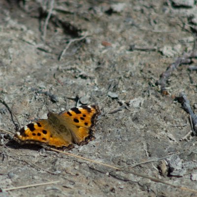 Nymphalis polychloros (babočka jilmová), Podkomorské lesy